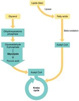 Lipid catabolism