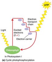 Cyclic photophosphorylation