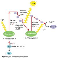 Noncyclic photophosphorylation