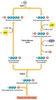 Calvin-Benson cycle