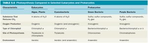 Photosynthesis compared in eukaryotes and prokaryotes