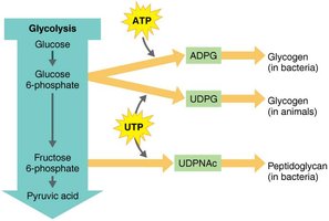 Biosynthesis of polysaccharides