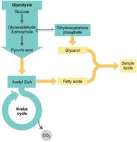 Biosynthesis of simple lipids