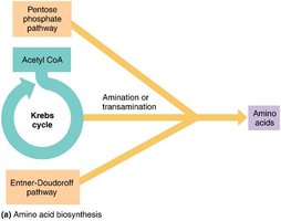 Biosynthesis of amino acids