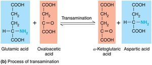 Biosynthesis of amino acids (transamination)