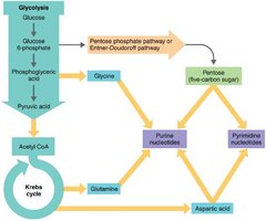 Biosynthesis of purine and pyrimidine nucleotides