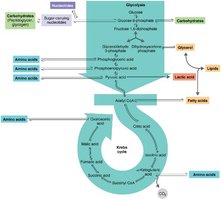 Integration of metabolism