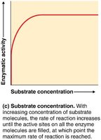 Effect of substrate concentration on enzyme activity