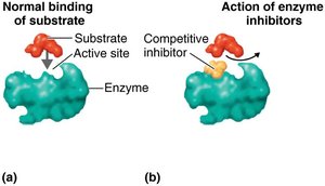 Competitive inhibition