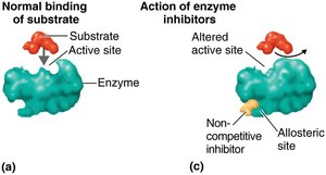 Noncompetitive inhibition