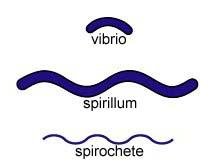 Diagram of vibrio, spirillum, and spirochete
