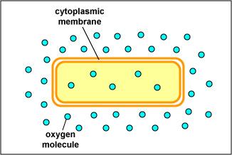 Passive diffusion across a membrane