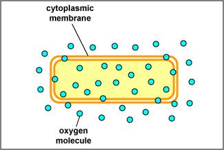 Osmosis across a membrane