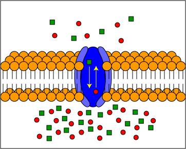 Antiporter transport protein