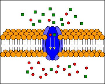 Symporter transport protein