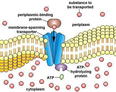ABC transporter system