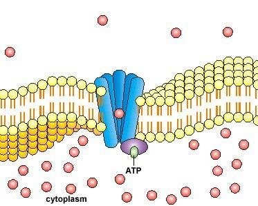 ABC transporter with ATP hydrolysis