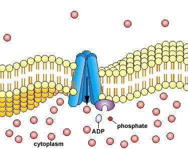 ABC transporter with ADP and phosphate release