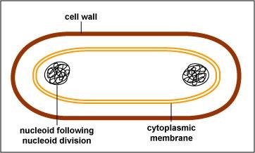 Binary fission step 1