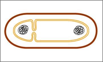 Binary fission step 2