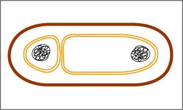 Binary fission step 3