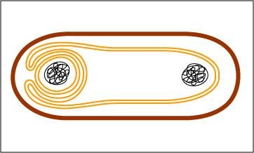 Binary fission step 4
