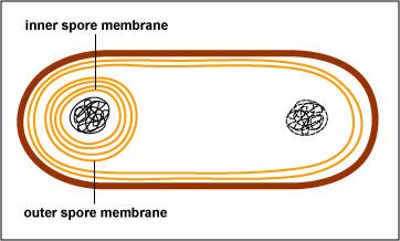 Endospore formation step 1