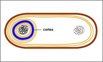 Endospore formation step 2