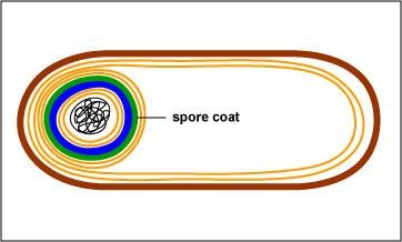 Endospore formation step 3