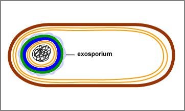 Endospore formation step 4