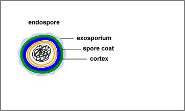 Endospore structure