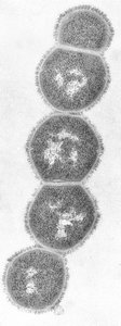 Tetrad arrangement of cocci