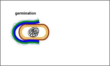 Endospore germination