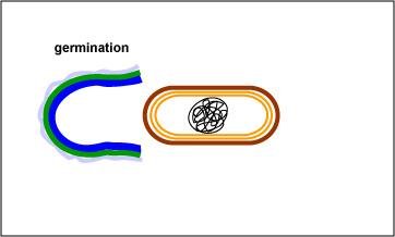 Endospore germination step 2