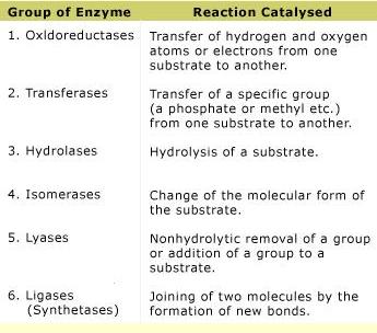 Summary table of enzyme groups and reactions