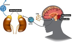 Vagus nerve pathway illustration
