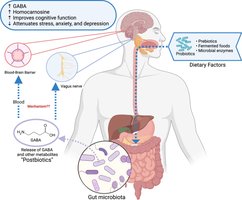 HPA axis and stress response diagram