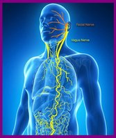Diagram showing the vagus nerve connecting the gut and brain