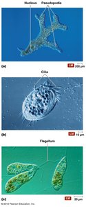 Protozoa with pseudopodia, cilia, and flagella