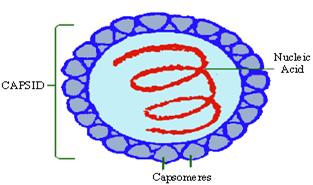 Structure of an enveloped virus