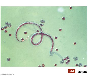 Immature stage of a parasitic worm in blood