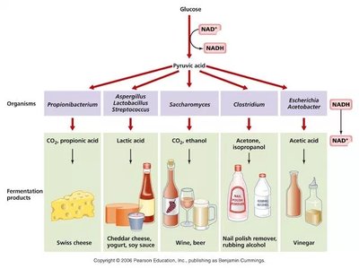 Pasteur's fermentation experiment