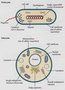 Comparison of prokaryotic and eukaryotic cell structure