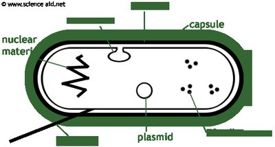 Diagram of a prokaryotic cell