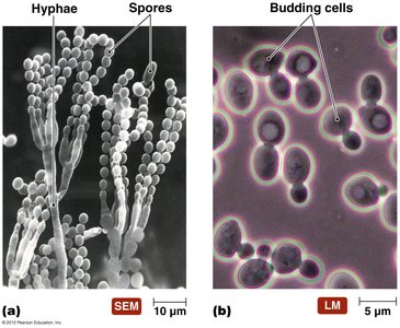 Fungal hyphae and yeast cells
