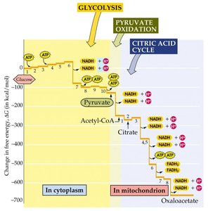 Citric acid cycle overview