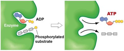 Glycolysis and TCA cycle as sources of biosynthetic precursors