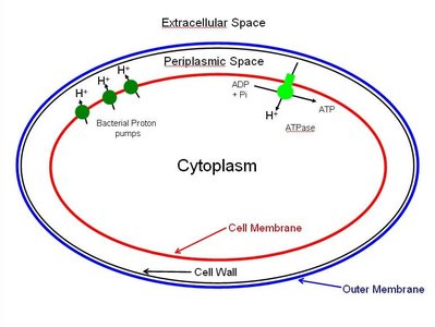 Electron transport chain overview
