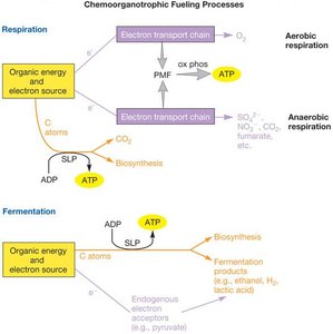 Chemoorganotrophic fueling processes: respiration and fermentation