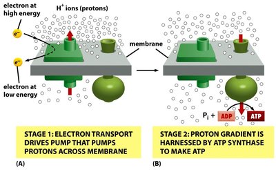 ATP synthase and chemiosmotic coupling